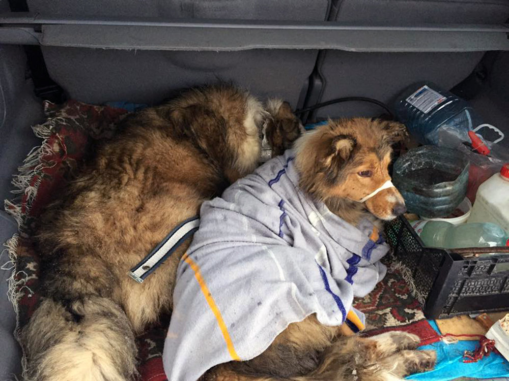 В Ужгороде пес два дня охранял на железнодорожных рельсах раненую собаку
